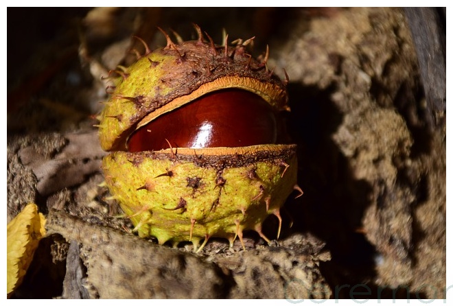 buckeye up close