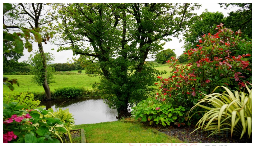 greenery and flowers daytime