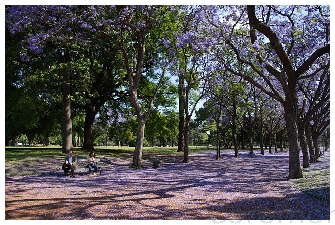 jacaranda trees cali