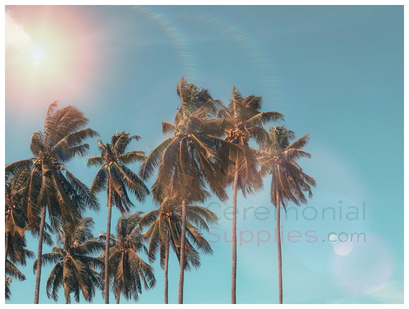 palm trees and sunshine blue sky